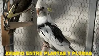 Visiting the aviary among plants and feathers Ep. 2