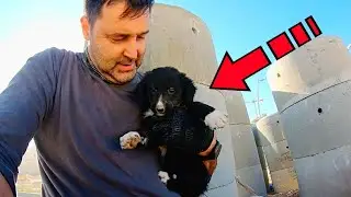 На стройке нашли скулящего от голода щенка. А он оказался с сюрпризом!
