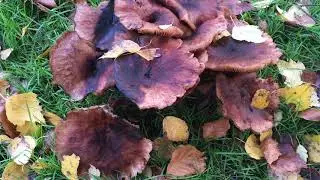 Unknown fungi - November 2018