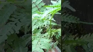 Tanaman pakis