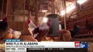 Bird Flu infects two flocks of chickens in Alabama