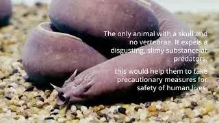 Strangest Defense Mechanisms in Nature 2