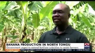 Banana Production In North Tongu: Government urged to extend fertilizer subsidies - (3-1-22)