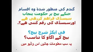 Subsidized Wheat Varieties in Punjab 2020 | Pakistan|Amount of Subsidy | Seed Rate | Germination%age