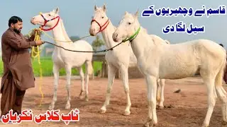 Top Class Mare for Sale | Pure Pakistani Local Horse Breed | Best Riding & Breeding Horse