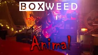 Boxweed - 