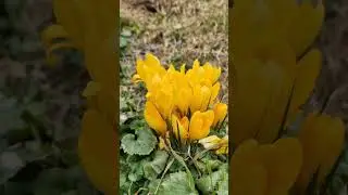 Yellow crocus  #uk #nature #spring #crocus