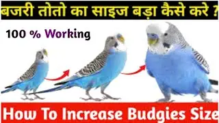 How To Increase Budgies Size | Bajri Toto Ka Size Kase Badhaen | Birds Size Increase kaise karen