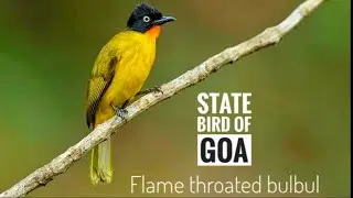 | Flame-throated BulBul | State Bird of GOA | Birds of the World