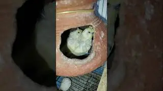 LOVEBIRDS,PAIR-but still not laying eggs? #shortsfeed #shorttrending #budgiesegglaying #lovebird