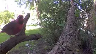 Backyard visitor