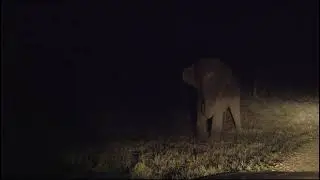 Head-on with an Elephant at Betla National Park in Palamou Tiger Reserve