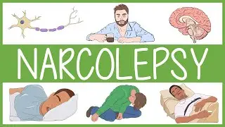 Narcolepsy Visually Explained