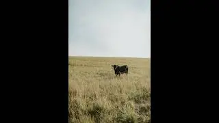 (FREE) Country Rap Type Beat 
