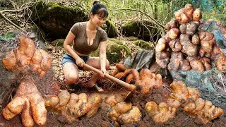 [TIMELAPSE] Digging Up Many Wild Tubers In The Deep Forest Goes To Countryside Market Sell