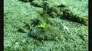 lobiger in acqua bassa