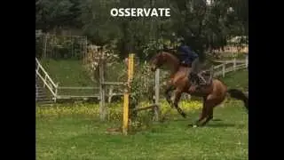 AIASE - UNA STORIA INCREDIBILE