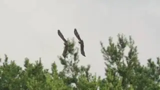 Błotniak stawowy. Westlichen Rohrweihe. Western Marsh Harrier. Dancing birds  (Circus aeruginosus)