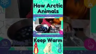How Arctic Animals Stay Warm | Science Experiment #shorts