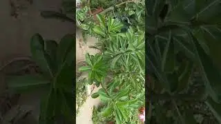 #andenium#flowerplant#flower#bestplant#plantatmyhome#short#shorts#cutesong