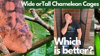 Wide vs Tall Chameleon Cages - Which is Better?