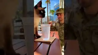 😹 🐈 Busted! Siamese cat caught stealing water Watch this sneaky trick #catvideos #Siamese #funnycats