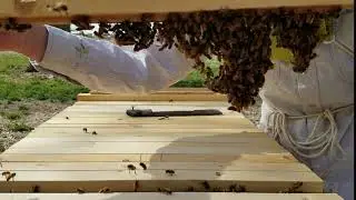 Bees Building New Comb After Shook Swarm