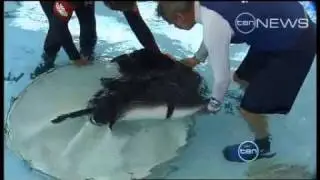 Stingray cruelty