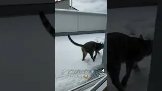 IG kitty.pits #kittypits #cat #catlover #happycat #happycaturday #snow #explorer #april