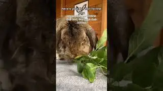 i LOVE watching Bonnie&rsquo;s major butt twitches🤣💚🐰🌱 #bunny #rabbits #petsofshort #frenchloprabbit