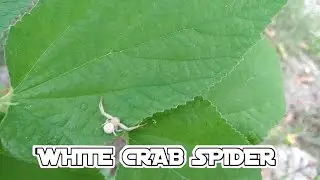 WHITE CRAB SPIDER |SPIDER HUNTING IN PHILIPPINES