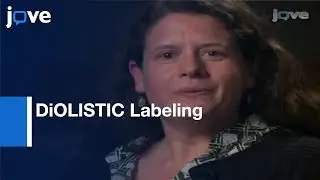 DiOLISTIC Labeling: Neurons From Rodent & Non-Human Primate Brain Slices l Protocol Preview