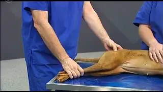 Untersuchung der Hintergliedma&szlig;e am liegenden Hund &ndash; Das Femur
