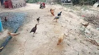 03-21-26 Chicken rooster TV of Birds 