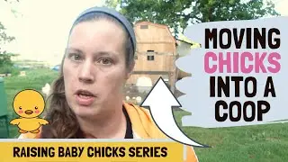 When Can Chicks Move into a Coop?