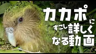 カカポ(フクロウオウム)にすこし詳しくなる動画