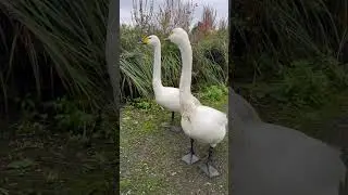 Bewick swan #duck #ducks #animal #ducklings #babybird #wildducks #babyduck #bird #nature