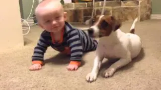 Jack Russell Dog teaches baby to crawl!!