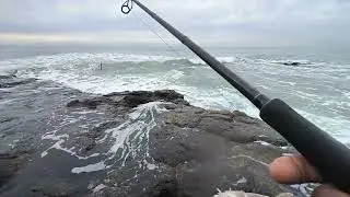 Iniciando la pesca del año 2026 con nuevo curricán con una enorme mojarra