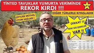 BU TAVUĞU SEÇEN PARA KAZANIR ! | TİNTED YENİLENDİ | YUMURTA TOPLAMA | #köyhayatı #hayvancılık #tavuk