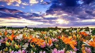 flowers & sky background loop video