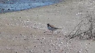 Малый зуек (Charadrius dubius)