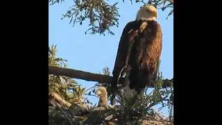 Bald Eagle family (week 4): learning to be independent