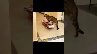 Baby Cats - Cute and Funny Cat Videos Compilation #01|#Aaw animals