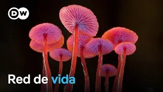 El maravilloso mundo de los hongos | DW Documental