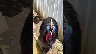Amazing Bird Voices 🐤 | Learn Bird Names & Sounds| Nature Short