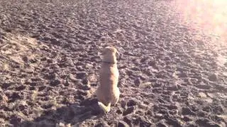 Toronto's Best Dog Park - Cherry Beach!