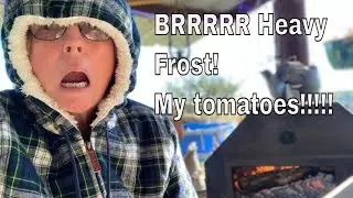 Heavy frost last night.  Did my tomatoes survive?