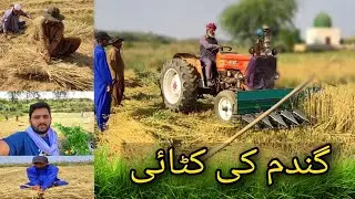 Gandum ki katai | Village main Gandum ki katai | Gamdum katai machine