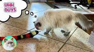 MEW MEW LOVES OUR NEW PET SNAKE